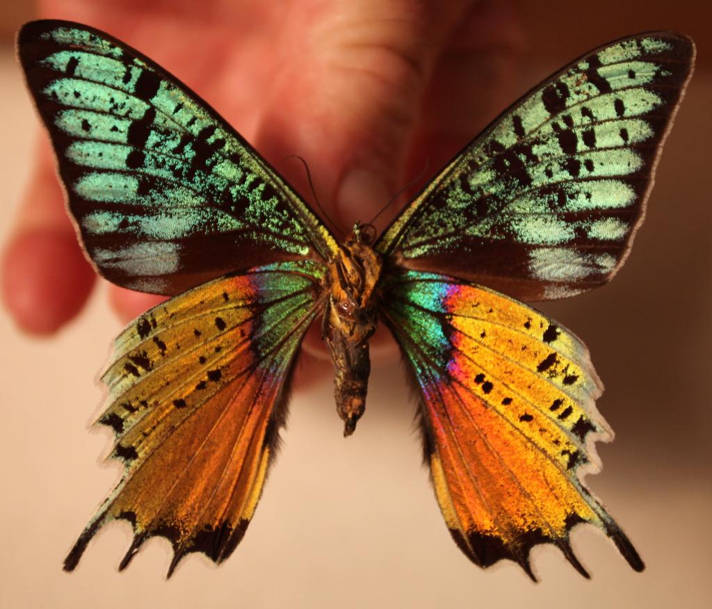 Urania Riphaeus ab stills 20110514 IMG32380(web) JCMDI.jpg